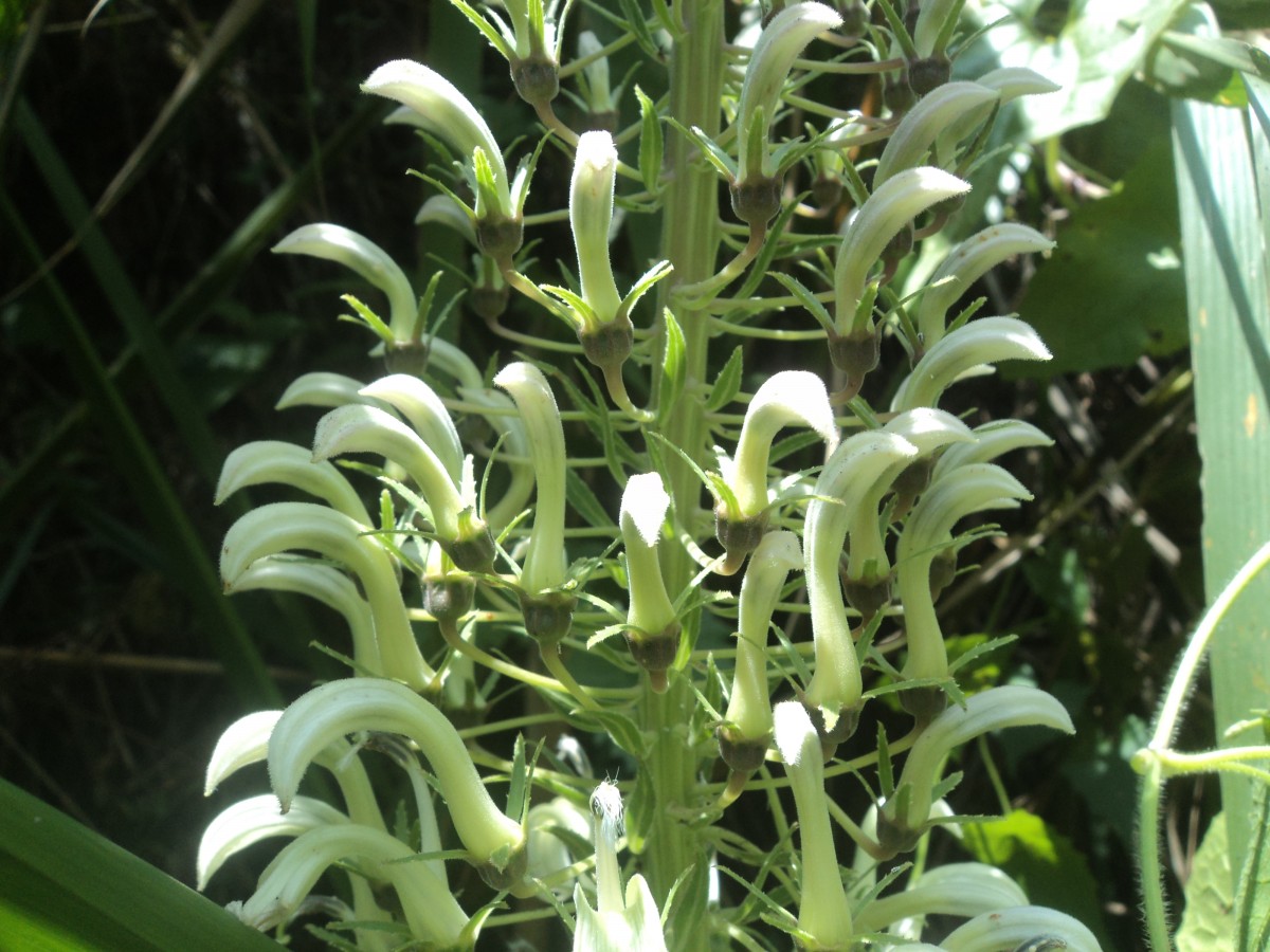 Lobelia nicotianifolia Roth